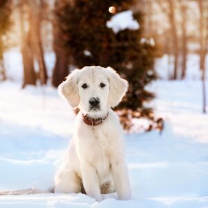 NaturAlp Regalo Bau trek ciaspolata sulla neve con il proprio cane